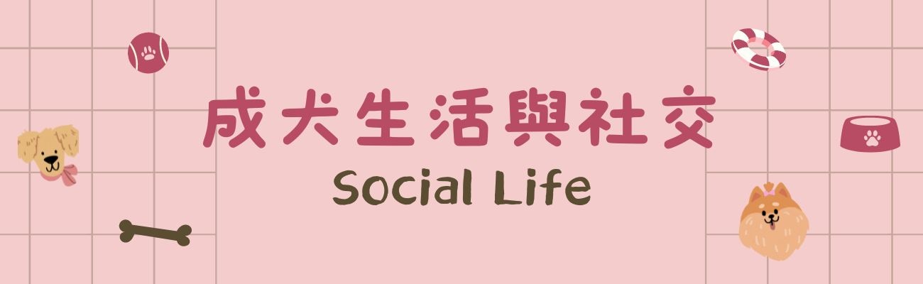 成犬生活與社交