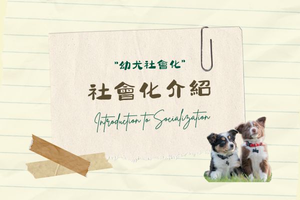 社會化介紹的代表圖