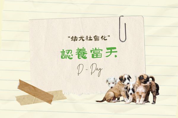 認養當天的代表圖