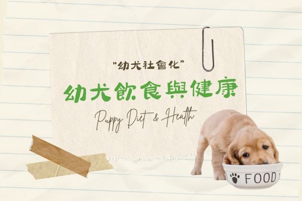 幼犬飲食與健康的代表圖