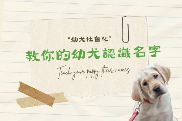 教你的幼犬認識名字的代表圖