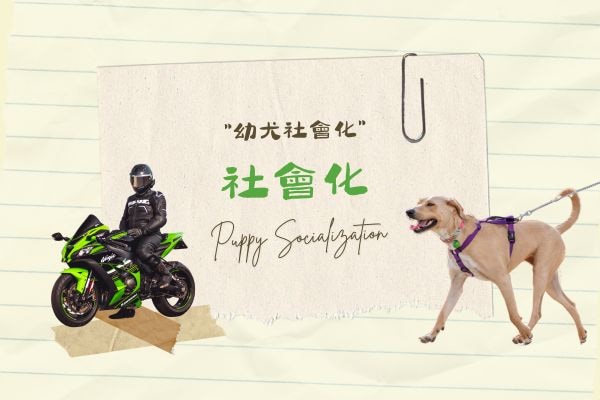 社會化訓練的代表圖 社會化訓練的代表圖