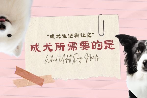 成犬所需要的是的代表圖
