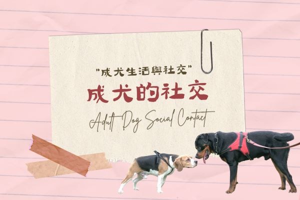 成犬的社交的代表圖