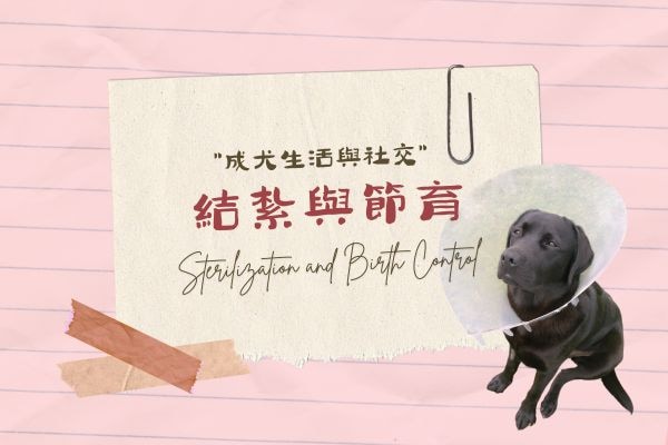 結紮與絕育的代表圖