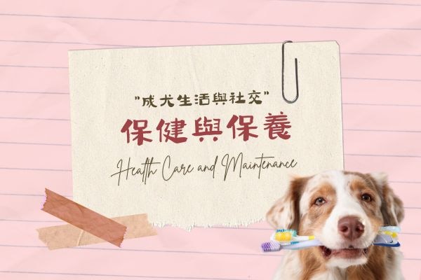 成犬保健與保養的代表圖
