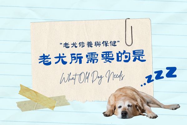 老犬所需要的是的代表圖