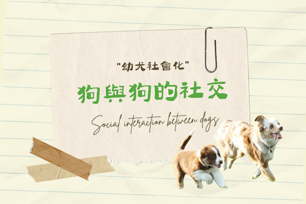 狗與狗的社交的代表圖