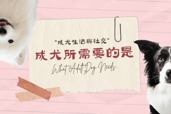 成犬所需要的是的代表圖