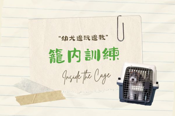 籠內訓練的代表圖 籠內訓練的代表圖